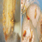 rice leaf scald pathogen